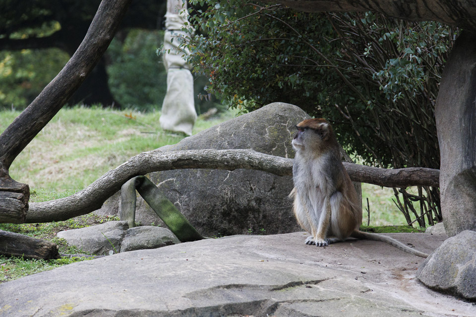 Woodland Park Zoo — photo 68